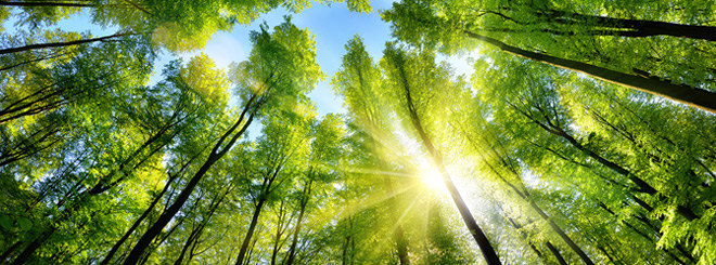 Sunlight shining through some treetops
